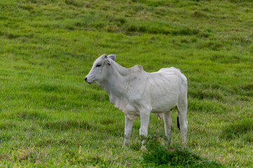 white nelore calf in the pasture