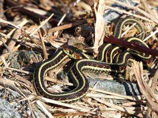 Harmless Garter Snake looking for a partner