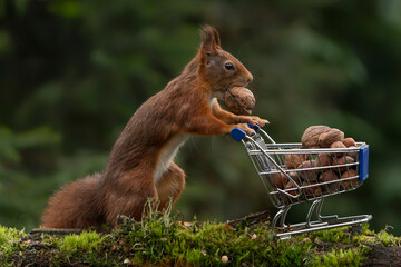 Cute red squirrel fills up its shopping trolley full of hazelnuts. Noord-Brabant in the Netherlands.                               