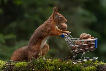 Tuinposter Schattige rode eekhoorn vult zijn winkelwagentje vol hazelnoten. Noord-Brabant in Nederland. © Albert Beukhof