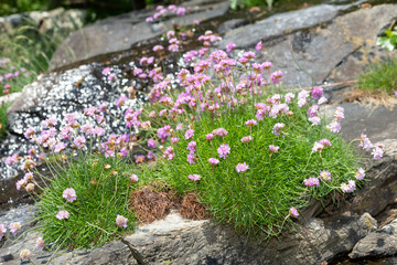 Obraz premium Thrift (armeria maritima) flowers in bloom