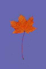 Color of the year 2022 concept. Creative composition with orange leaf on lilac background with copy space, selective focus