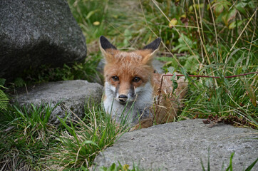 red fox vulpes