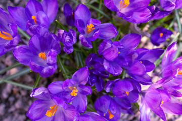 Close up view of flowering purple crocuses as trendy background. Early spring flowers. Crocus sativus. Color of the year 2022 concept