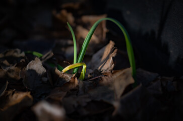 Stems of grass picking through fallen, dead leaves canopy during early winter
