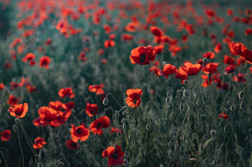 Obraz na płótnie Canvas Red poppies close-up on an endless field with beautiful sunlight