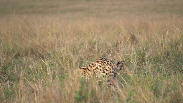 A serval cat walks in tall grass in masai mara.