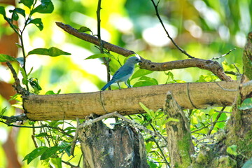 Blue-gray tanager (Thraupis episcopus) on a bamboo bird feeder on a farm in the Intag Valley, outside of Apuela, Ecuador