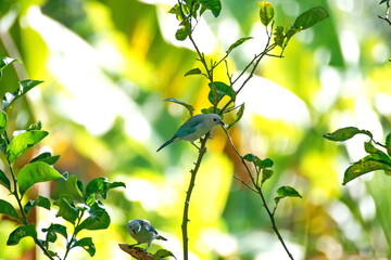 Blue-gray tanager (Thraupis episcopus) perched in a tree on a farm in the Intag Valley, outside of Apuela, Ecuador