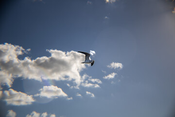 seagull flying in the sky