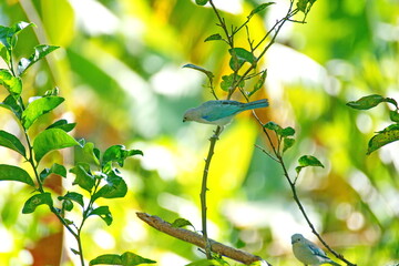 Blue-gray tanager (Thraupis episcopus) perched in a tree on a farm in the Intag Valley, outside of Apuela, Ecuador