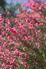 鮮やかなギョリュウバイの花