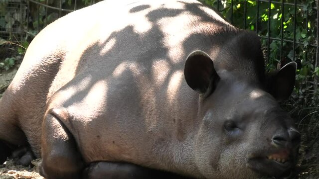 Tapir resting on ground. Tapirus terrestris species. Living in jungles and forests of South and Central America. Tapir is closely related to horses and rhinos. called Brazilian tapir or lowland tapir.