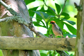 Scrub tanager (Stilpnia vitriolina) perched on a bamboo bird feeder on a farm in the Intag Valley, outside of Apuela, Ecuador