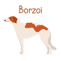 Borzoi dog breed. Cartoon dog isolated on white background. Vector illustration of a pet flat