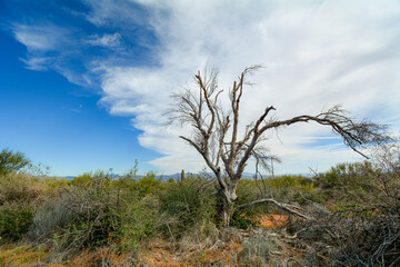 Fototapeta na wymiar Dramatic Skies with Cactus and Desert Wildlife