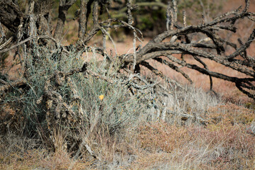 Plant life in the Desert in Arizona in the Summer