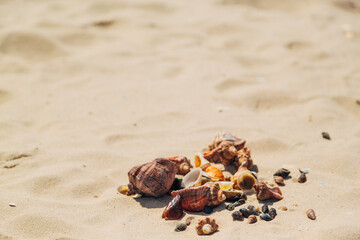 Many Different Seashells Lie on the Golden Sand of Sea Beach. Nature Decorations