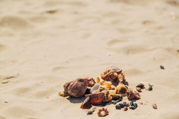 Fototapeta na wymiar Many Different Seashells Lie on the Golden Sand of Sea Beach. Nature Decorations