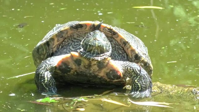 red-eared slider turtle swimming in a pond, Trachemys scripta elegans of Emydidae family. Adults of popular pet turtle in the United States. Native to the Southern United States and northern Mexico.