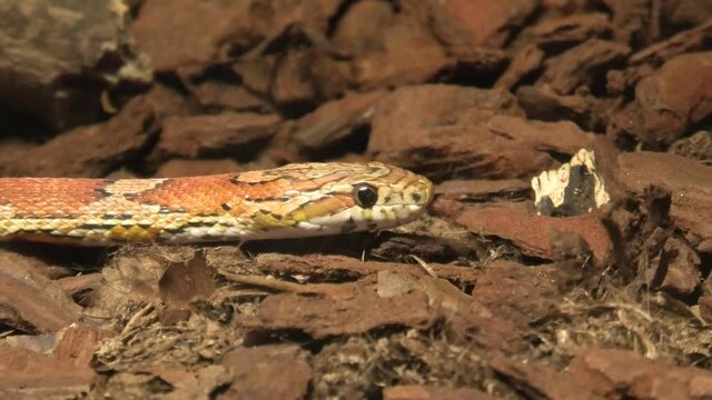 Red corn snake crawling in a nature terrarium. Pantherophis guttatus is a North American species of rat snake that subdues its prey by constriction. close up view.