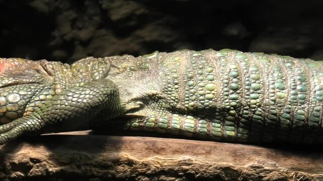 Detail of a Northern caiman lizard on a tree. Dracaena guianensis species endemic to the northern South America.