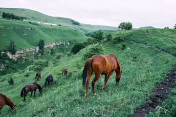 Naklejka premium herd of horses in the field green grass animals landscape