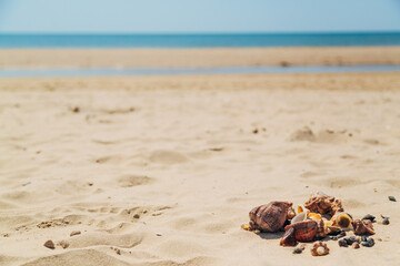 Many Different Seashells Lie on the Golden Sand of Sea Beach. Nature Decorations