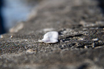 seashell on the beach