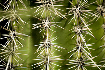 Green Plants in the Desert in Arizona