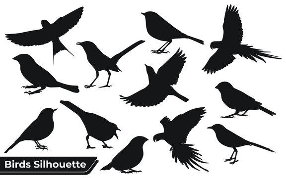 Flying Different Type of Birds silhouette with wings