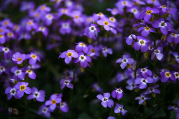 Close-up of violet, purple aubrieta flowers background.