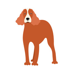 Vector dog canine American or English Cocker Spaniel dog breed. Vector illustration of a pet cartoon	