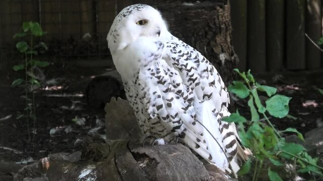 Adult female. of nocturnal snowy owl or polar owl. Bubo scandiacus species from Arctic regions of North America and the Palearctic. Falconry birds of prey.