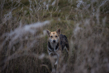 dog in the grass