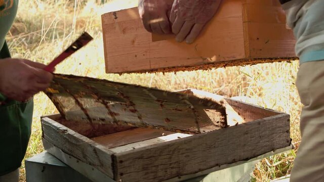 Two beekeepers removing a queen excluder from a bee hive. Beekeeping tools dirty with honey, wax and propolis. Workers help each other.