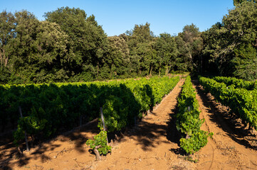 Fototapeta na wymiar Wine making in department Var in Provence-Alpes-Cote d'Azur region of Southeastern France, vineyards in July with young green grapes near Saint-Tropez, cotes de Provence wine.