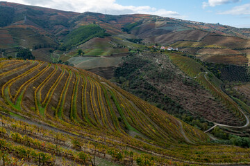 Panoramic view on Douro river valley and colorful hilly stair step terraced vineyards in autumn,...