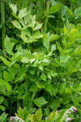 Botanical collection, levisticum officinale or lovage maggi edible aromatic herb