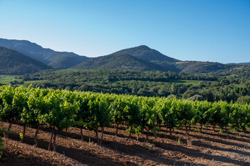 Wine making in  department Var in  Provence-Alpes-Cote d'Azur region of Southeastern France,...