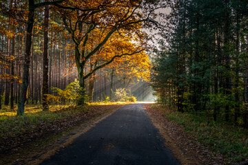 eine schmale asphaltierte Straße führt geradeaus durch den herbstlich bunt gefärbten Wald