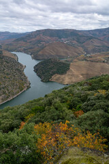 Panoramic view on Douro river valley and colorful hilly stair step terraced vineyards in autumn,...