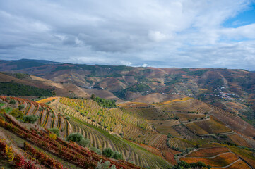 Panoramic view on Douro river valley and colorful hilly stair step terraced vineyards in autumn,...