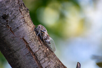 Symbol of Provence, cicada orni insect sits on tree close-up