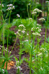 Blossom of Valeriana medicinal flowering plants in family Caprifoliaceae
