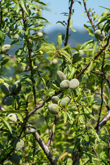 Green almonds nuts ripening on tree, cultivation of almond nuts in Provence, France