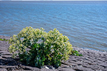Botanical collection, white blossom of eadible sea shore plant Crambe maritima or sea kale,seakale...