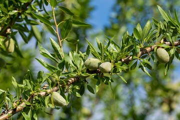 Green almonds nuts ripening on tree, cultivation of almond nuts in Provence, France