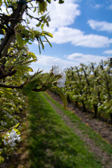 Farming in Netherlands, rows of blossoming pear trees on fruit orchards in Zeeland.