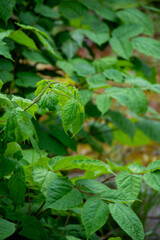 Botaical collection, green leaves of eleutherococcus senticosus or siberian ginseng medicinal plant